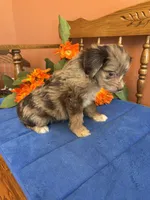 Paisley, a female Miniature Aussiedoodle for sale in Seneca, KS – 6 of 7