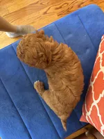 Ricky, a male Miniature Goldendoodle for sale in Seneca, KS – 8 of 9