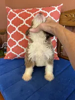 Cocoa, a female Miniature Aussiedoodle for sale in Seneca, KS – 2 of 10