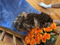 Gunner , a male Miniature Aussiedoodle for sale in Seneca, KS – 7 of 10