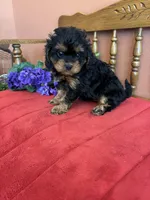 Phoebe, a female Cavapoo for sale in Seneca, KS – 8 of 10