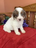Maverick, a male Miniature Aussiedoodle for sale in Seneca, KS – 2 of 10