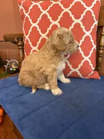 Lucy, a female Miniature Goldendoodle for sale in Seneca, KS – 4 of 9