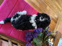 Bronx, a male Miniature Bernedoodle for sale in Seneca, KS – 8 of 9