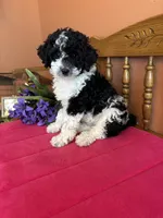 Bronx, a male Miniature Bernedoodle for sale in Seneca, KS – 4 of 9