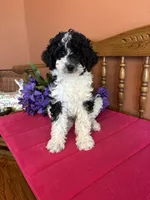Bronx, a male Miniature Bernedoodle for sale in Seneca, KS – 2 of 9