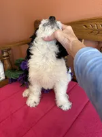 Ollie, a male Miniature Bernedoodle for sale in Seneca, KS – Photo 3 of 10