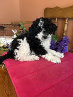 Bronx, a male Miniature Bernedoodle for sale in Seneca, KS – 5 of 9