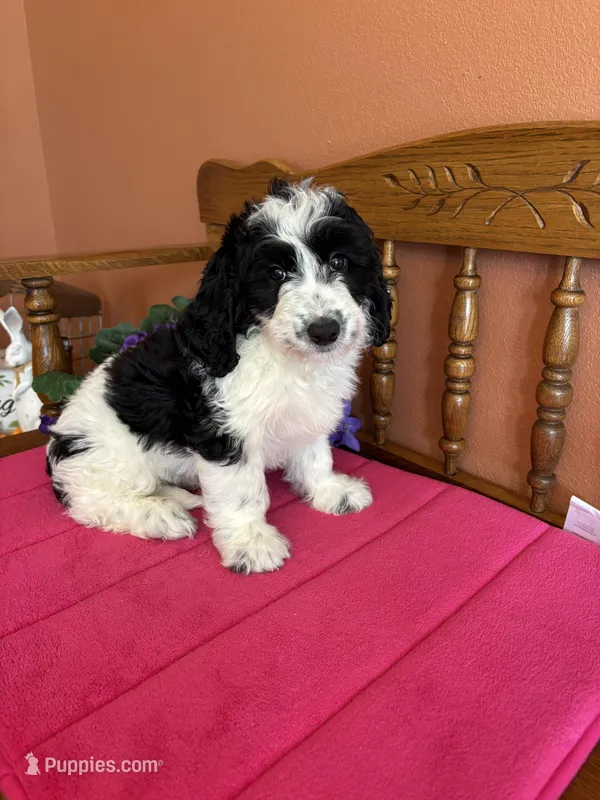 Ollie – Miniature Bernedoodle puppy for sale in Seneca, KS