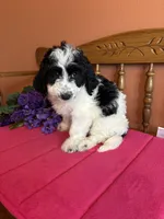 Ollie, a male Miniature Bernedoodle for sale in Seneca, KS – Photo 9 of 10