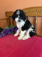 Bronx, a male Miniature Bernedoodle for sale in Seneca, KS – 6 of 9