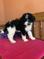 Bronx, a male Miniature Bernedoodle for sale in Seneca, KS – 1 of 9