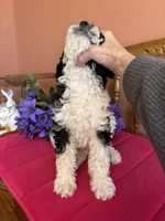 Bronx, a male Miniature Bernedoodle for sale in Seneca, KS – 3 of 9