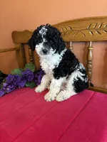 Bronx, a male Miniature Bernedoodle for sale in Seneca, KS – 9 of 9