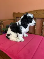 Ollie, a male Miniature Bernedoodle for sale in Seneca, KS – Photo 7 of 10
