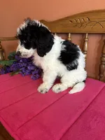 Ollie, a male Miniature Bernedoodle for sale in Seneca, KS – Photo 6 of 10