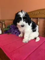 Ollie, a male Miniature Bernedoodle for sale in Seneca, KS – Photo 5 of 10