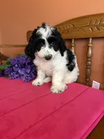 Ollie, a male Miniature Bernedoodle for sale in Seneca, KS – Photo 8 of 10