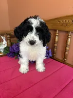 Ollie, a male Miniature Bernedoodle for sale in Seneca, KS – Photo 2 of 10