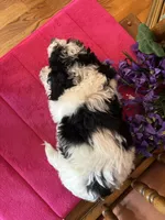 Ollie, a male Miniature Bernedoodle for sale in Seneca, KS – Photo 10 of 10