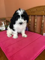 Ollie, a male Miniature Bernedoodle for sale in Seneca, KS – Photo 4 of 10