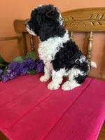 Bronx, a male Miniature Bernedoodle for sale in Seneca, KS – 7 of 9