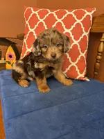 Boz, a male Miniature Aussiedoodle for sale in Seneca, KS – 5 of 9