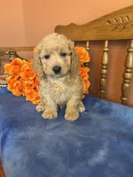 Jax, a male Miniature Goldendoodle for sale in Seneca, KS – 2 of 10