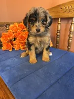 Darla, a female Miniature Aussiedoodle for sale in Seneca, KS – 2 of 9