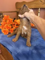 Marley, a female Miniature Goldendoodle for sale in Seneca, KS – 7 of 7