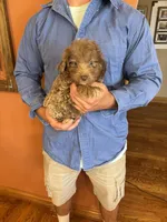 Buddy, a male Miniature Aussiedoodle for sale in Seneca, KS – 5 of 8