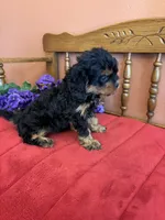 Phoebe, a female Cavapoo for sale in Seneca, KS – 3 of 10