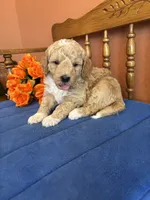 Wally, a male Miniature Goldendoodle for sale in Seneca, KS – 5 of 9