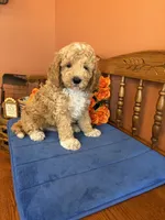 Wally, a male Miniature Goldendoodle for sale in Seneca, KS – 2 of 9