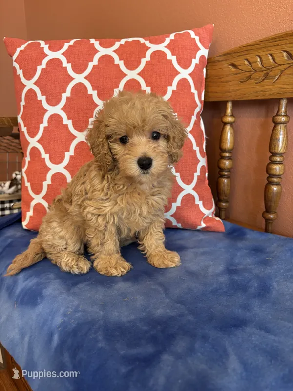 Alexis – Miniature Goldendoodle puppy for sale in Seneca, KS