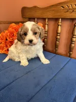 Sasha, a female Cavapoo for sale in Seneca, KS – 7 of 9