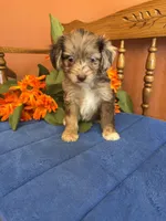 Paisley, a female Miniature Aussiedoodle for sale in Seneca, KS – 4 of 7