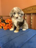 Ranger, a male Miniature Aussiedoodle for sale in Seneca, KS – 1 of 10