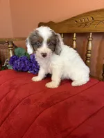 Maverick, a male Miniature Aussiedoodle for sale in Seneca, KS – 8 of 10