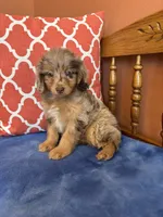 Tori, a female Miniature Aussiedoodle for sale in Seneca, KS – 1 of 10