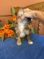 Paisley, a female Miniature Aussiedoodle for sale in Seneca, KS – 5 of 7