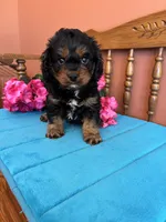 Toby, a male Cavapoo for sale in Seneca, KS – 2 of 8