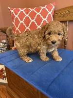 Ava, a female Miniature Goldendoodle for sale in Seneca, KS – 9 of 10