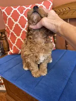 Ava, a female Miniature Goldendoodle for sale in Seneca, KS – 2 of 10