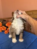 Ranger, a male Miniature Aussiedoodle for sale in Seneca, KS – 2 of 10