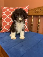 Ruby, a female Miniature Aussiedoodle for sale in Seneca, KS – 5 of 10