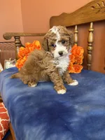 Zeus, a male Maltipoo for sale in Seneca, KS – Photo 6 of 10