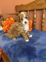 Zeus, a male Maltipoo for sale in Seneca, KS – Photo 5 of 10