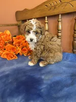 Zeus, a male Maltipoo for sale in Seneca, KS – Photo 7 of 10