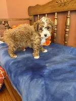 Zeus, a male Maltipoo for sale in Seneca, KS – Photo 9 of 10